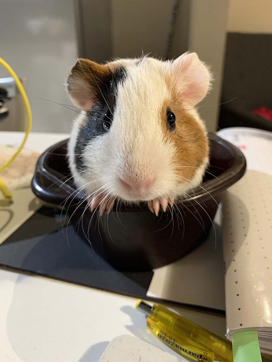 L'ARRICCHIMENTO AMBIENTALE PER IL CONIGLIO E LA CAVIA